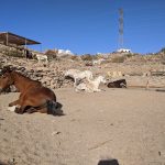 horses sleeping relaxed at rescue animals centre