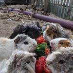 Guinea pigs at rescue animal sanctuary