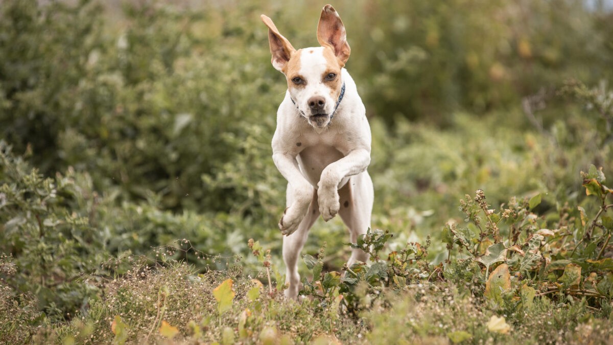 crazy pointer dog