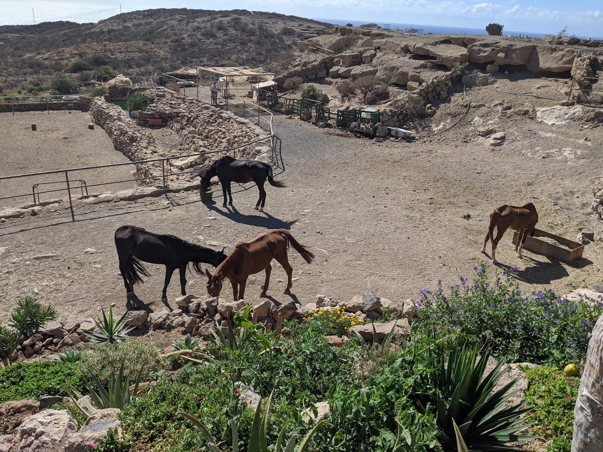 Tenerife horse rescue- How corona effect horse sanctuarys