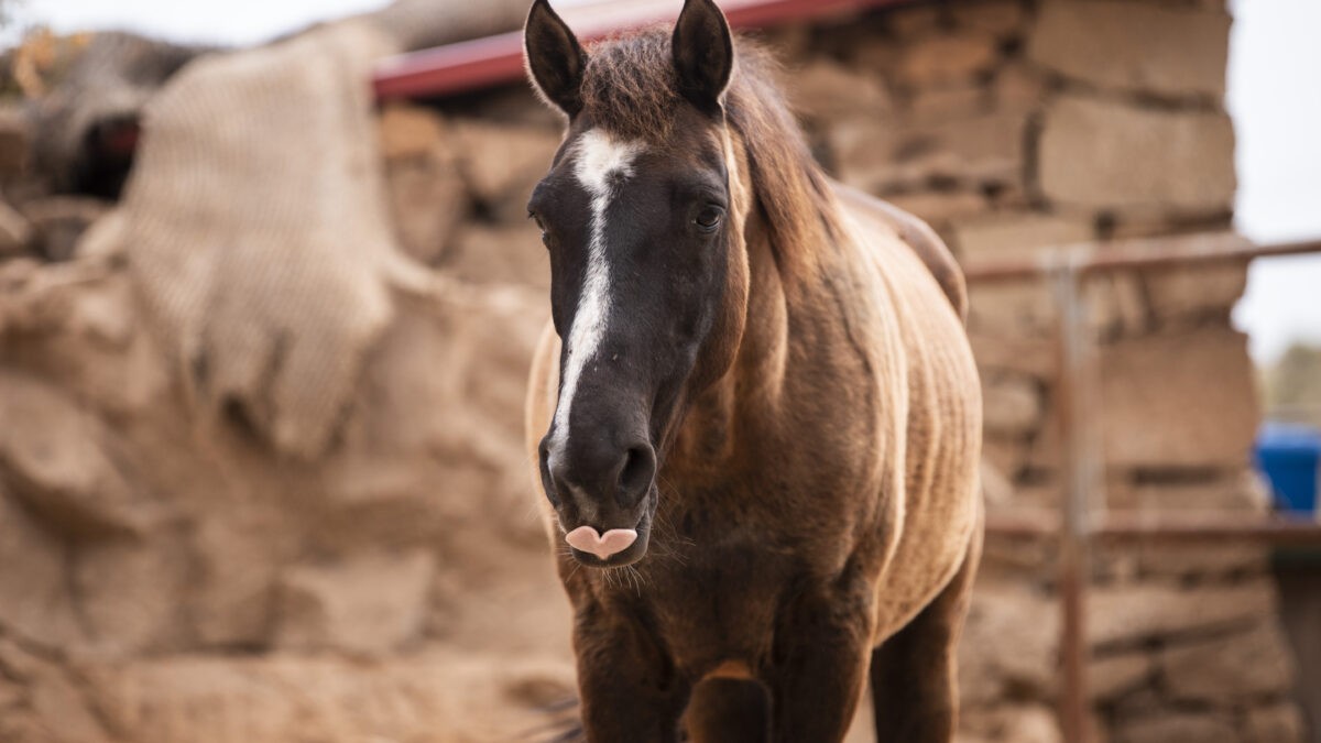 rescue horse