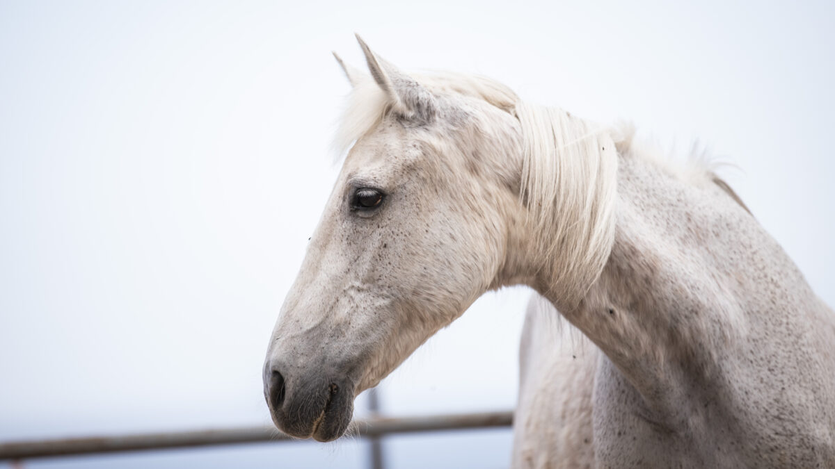 white rescue horse