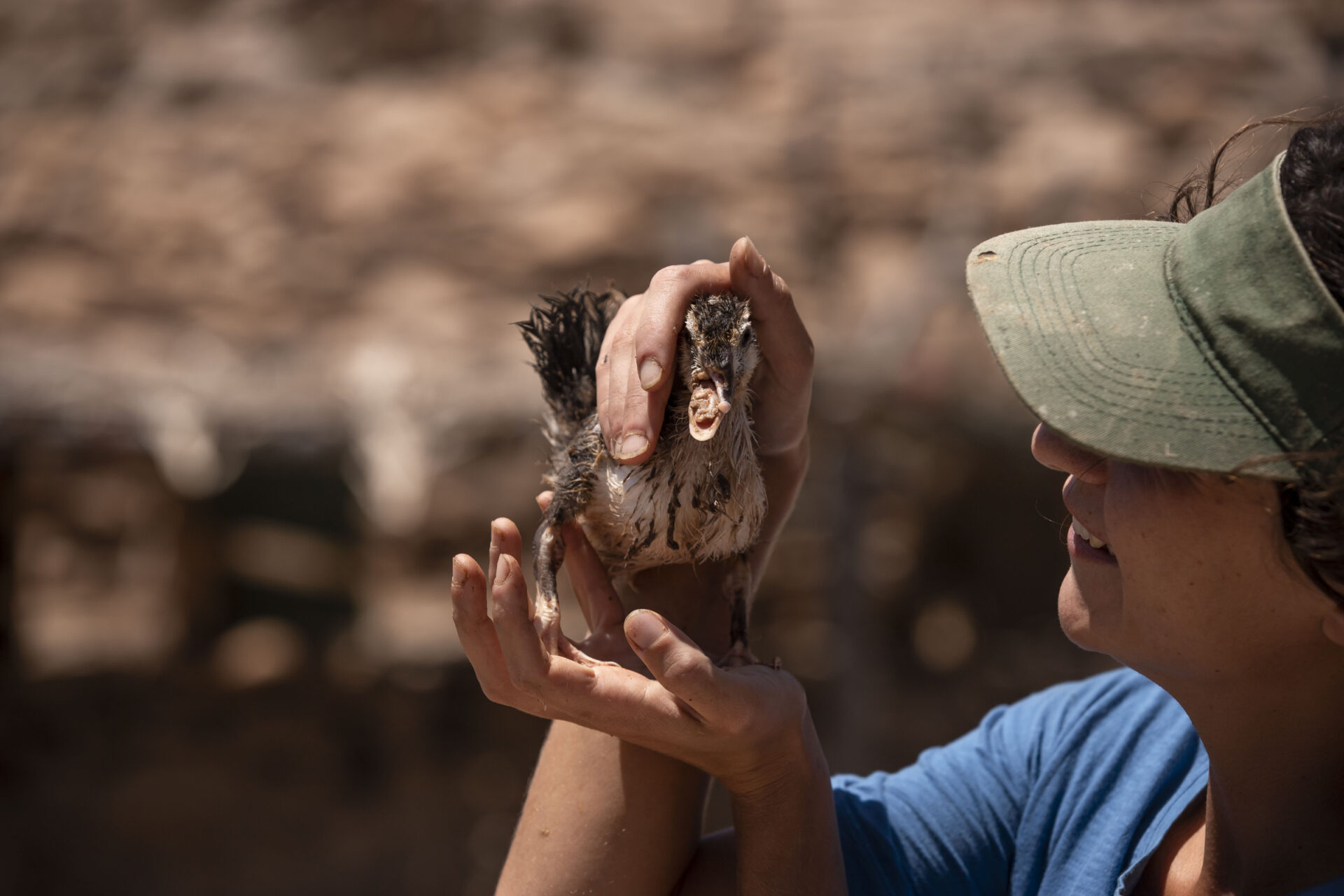 how-to-work-with-animals-tenerife-horse-rescue-sustainable-animal