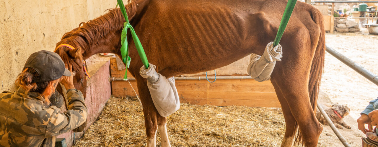 sick rescue horse