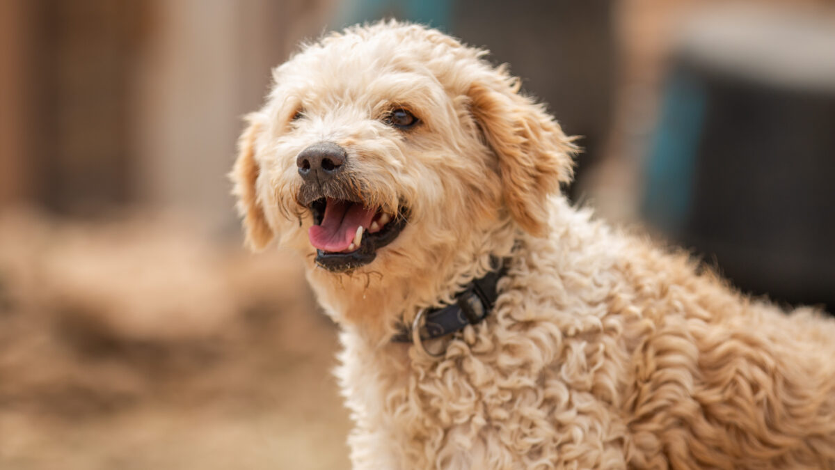 sheepy the fluffy rescue dog