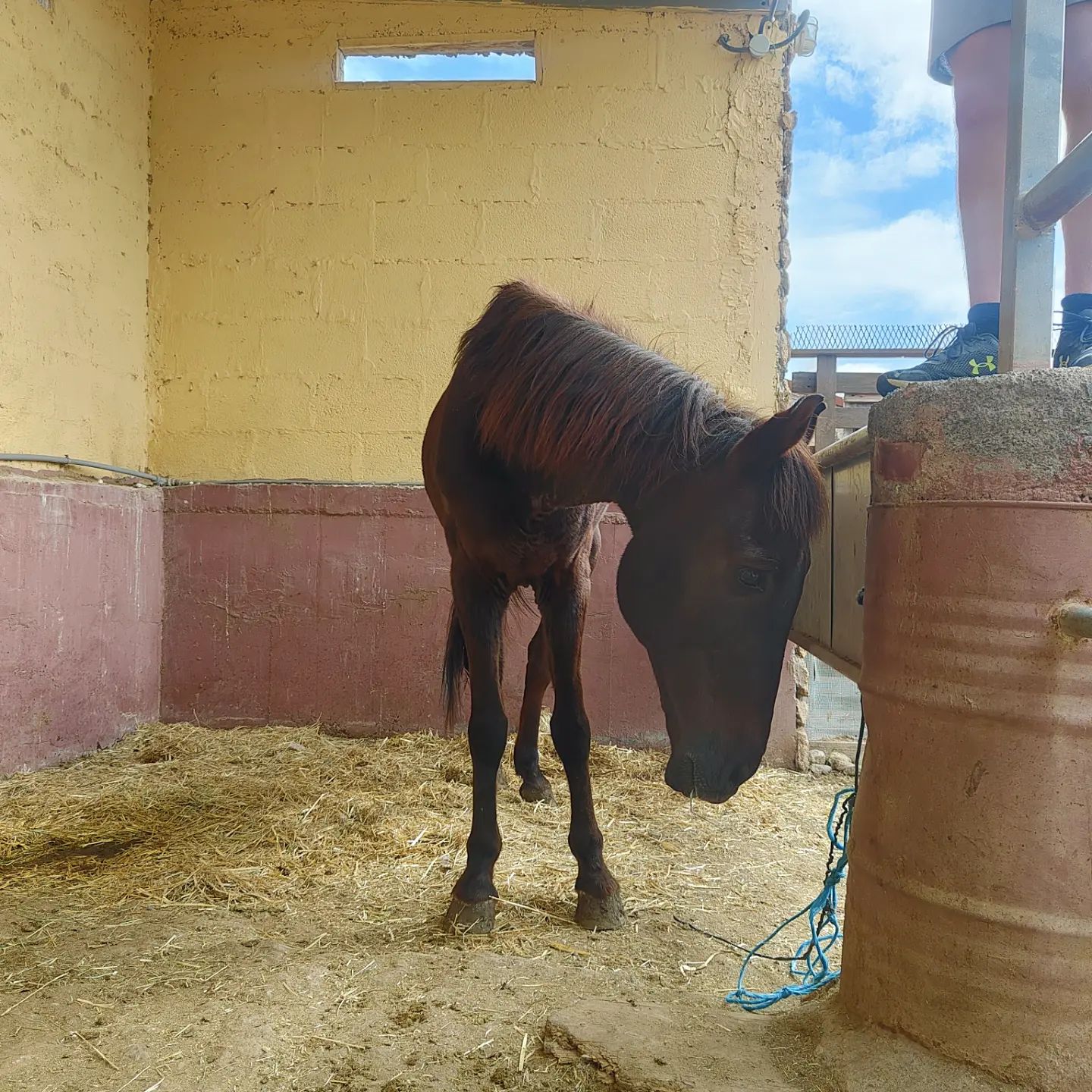 Rescue horse Pheonix at animal sanctuary