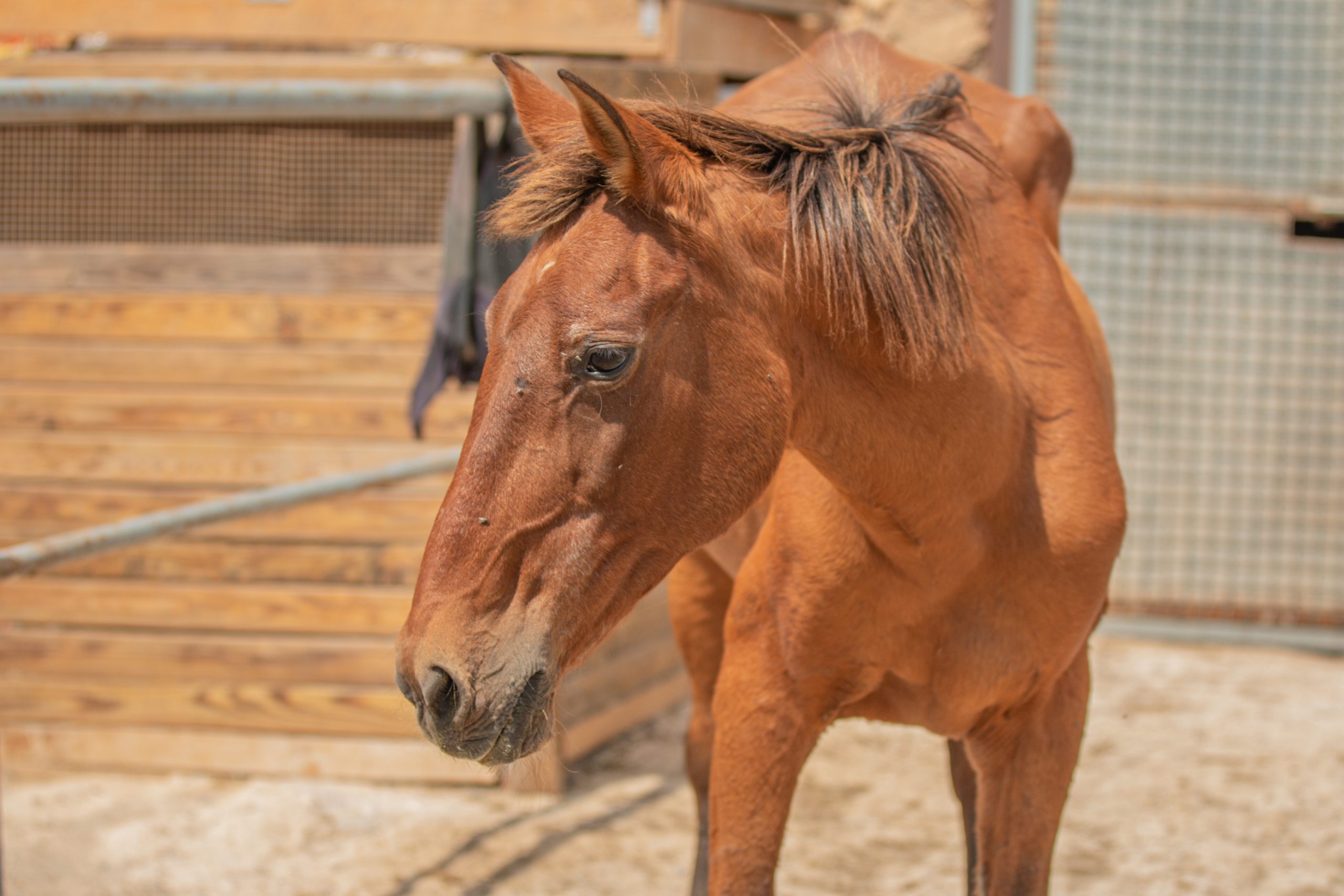 Ava - Rescue Horse