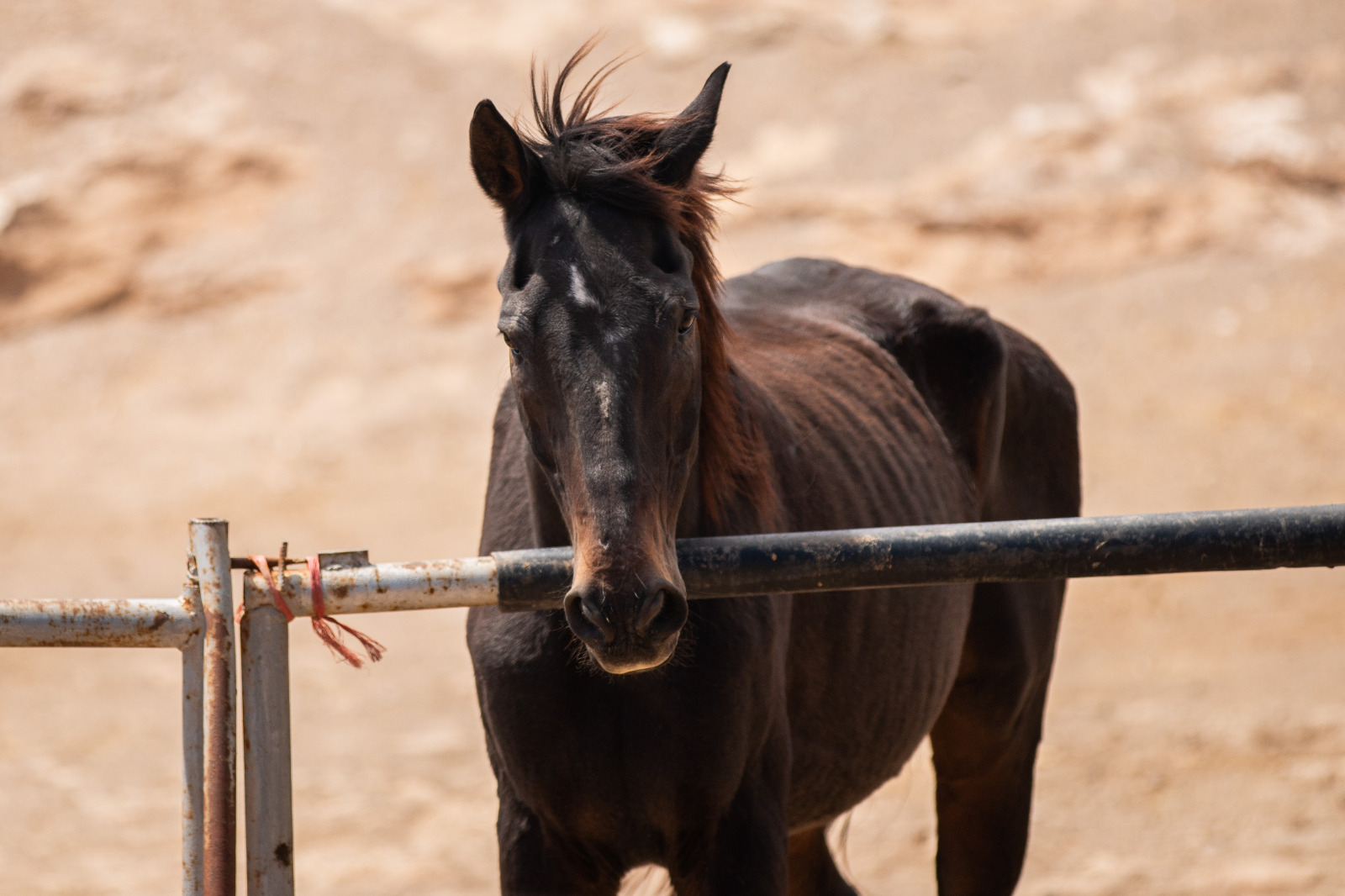 Ava - Rescue Horse