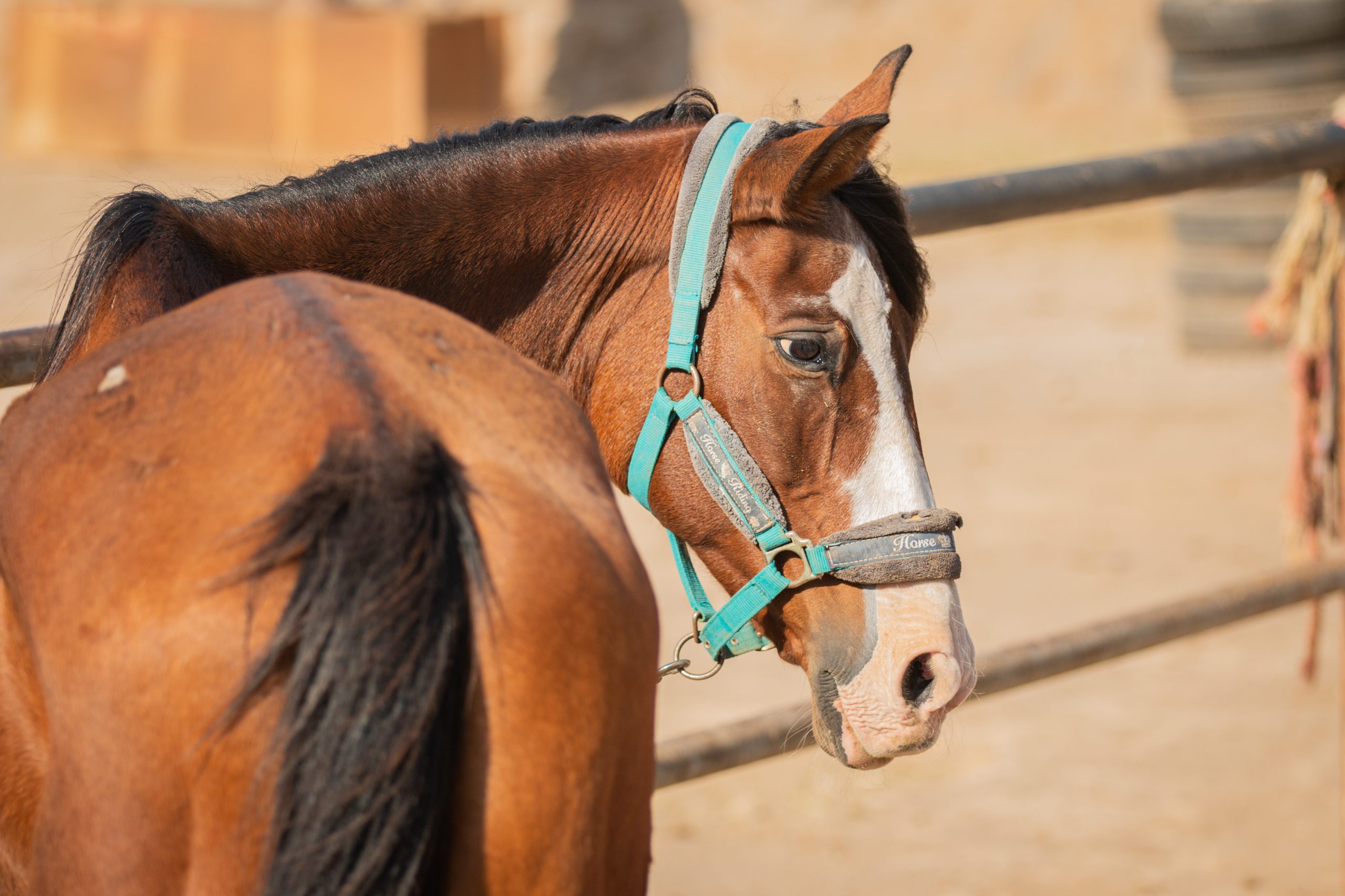 Ava - Rescue Horse