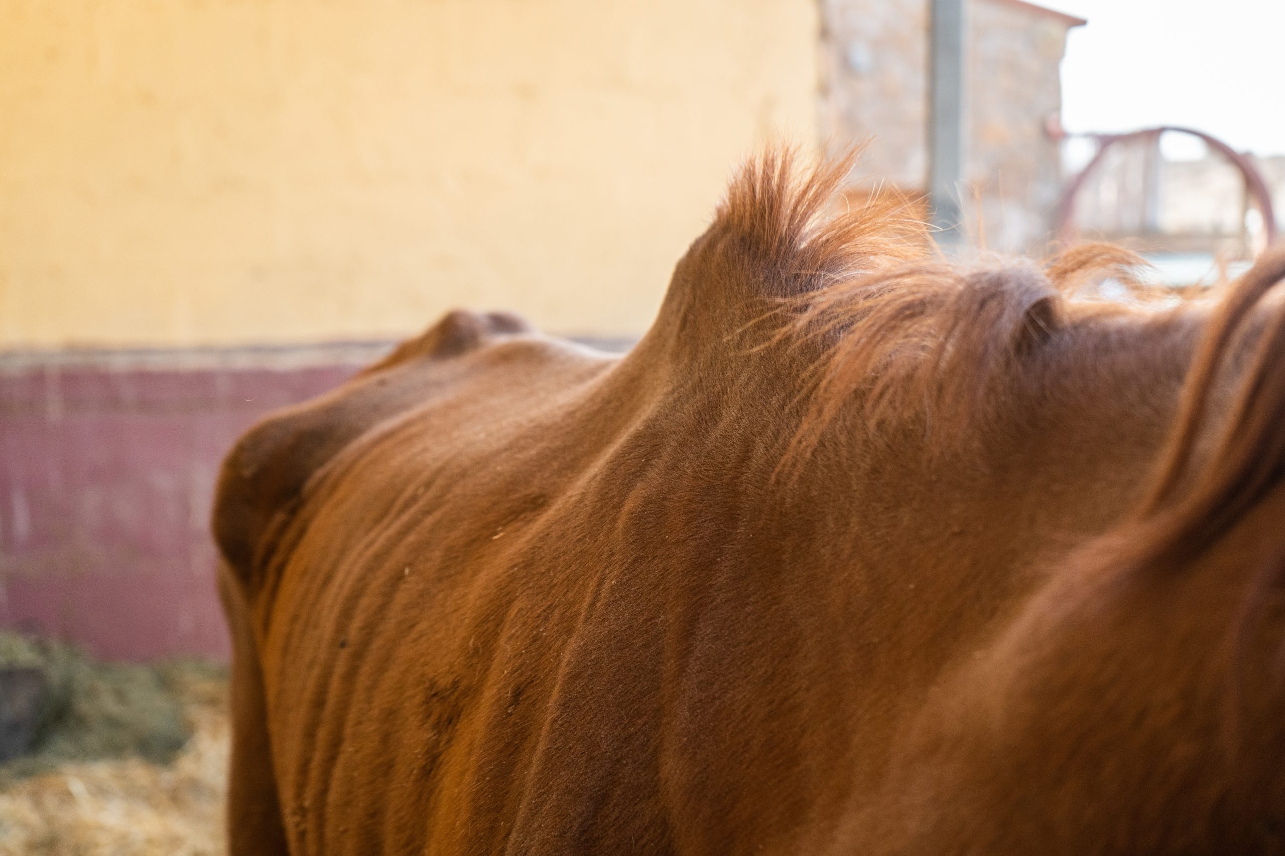 Ava - Rescue Horse