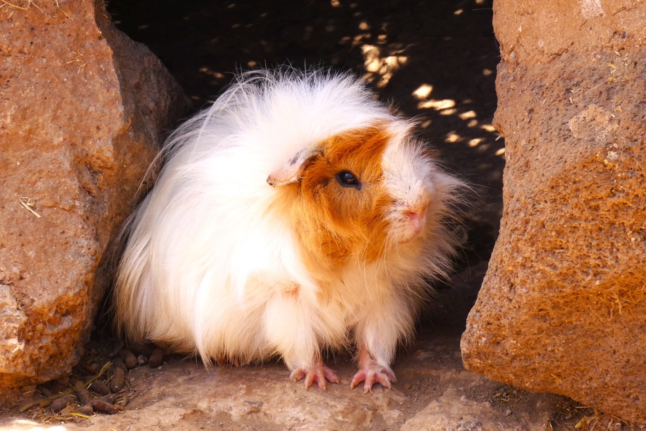 Guinea Pigs