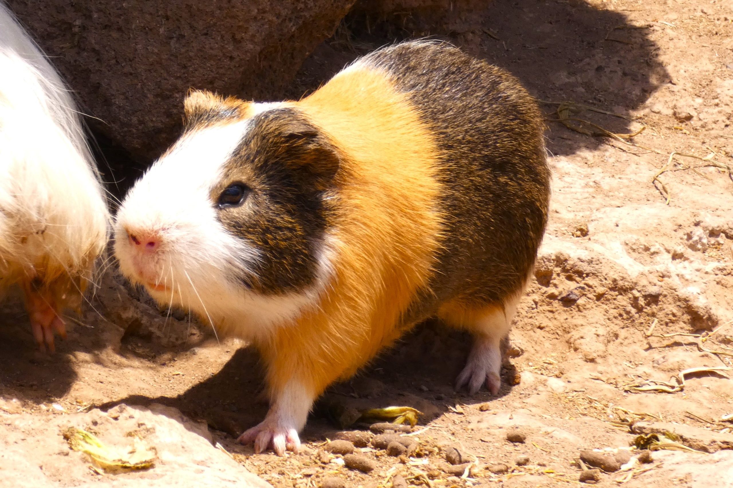 Guinea Pigs