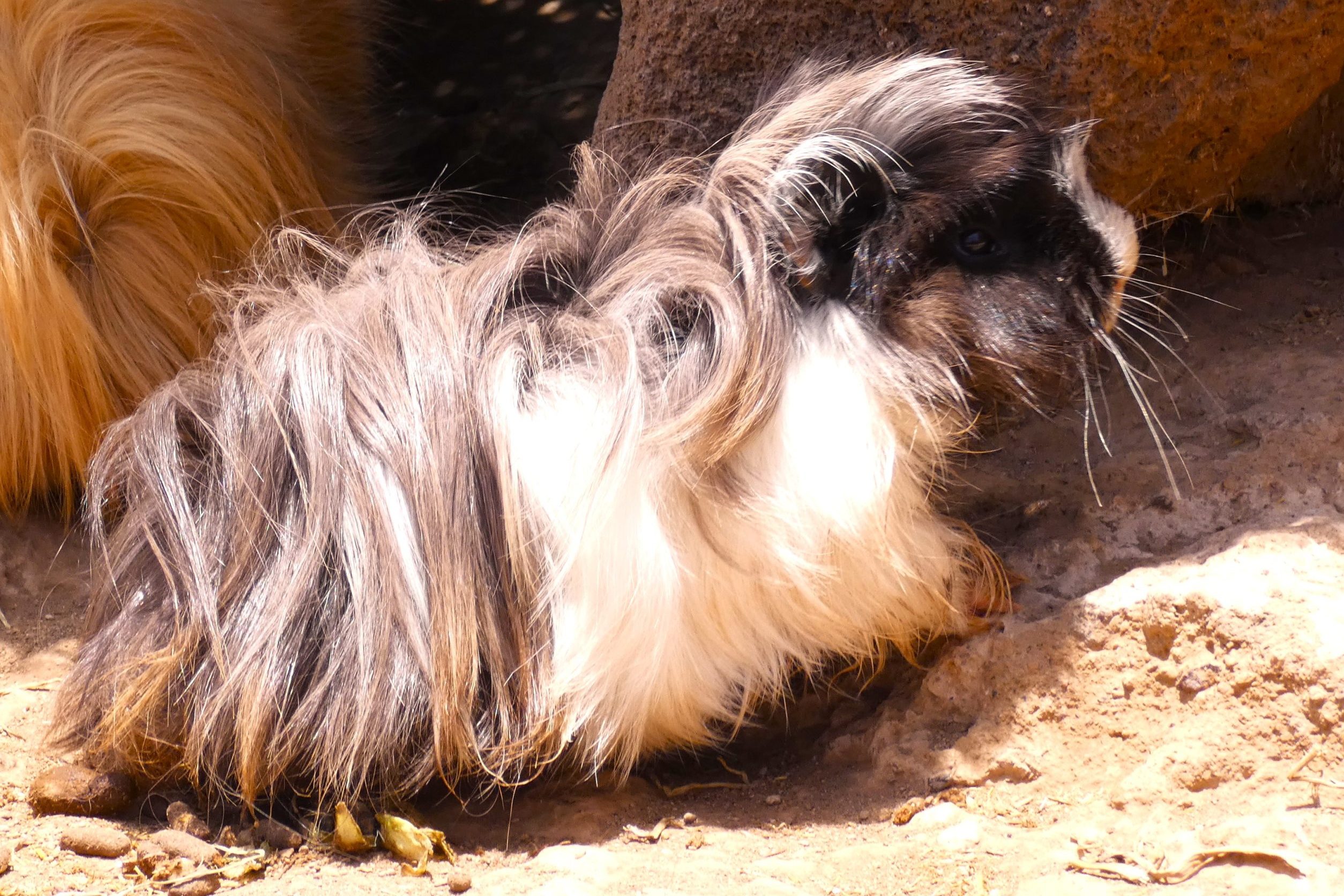 Guinea Pigs