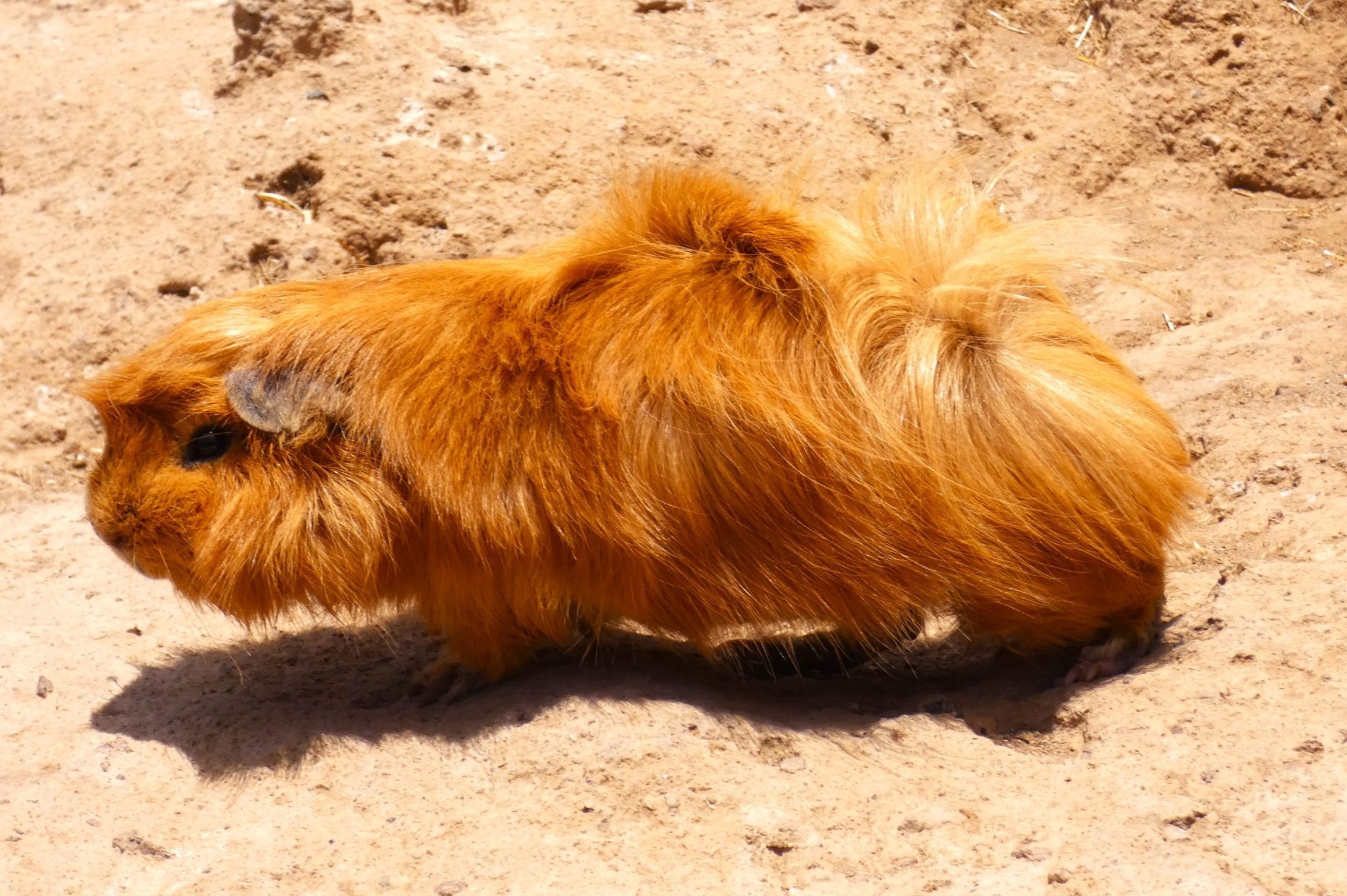 Guinea Pigs