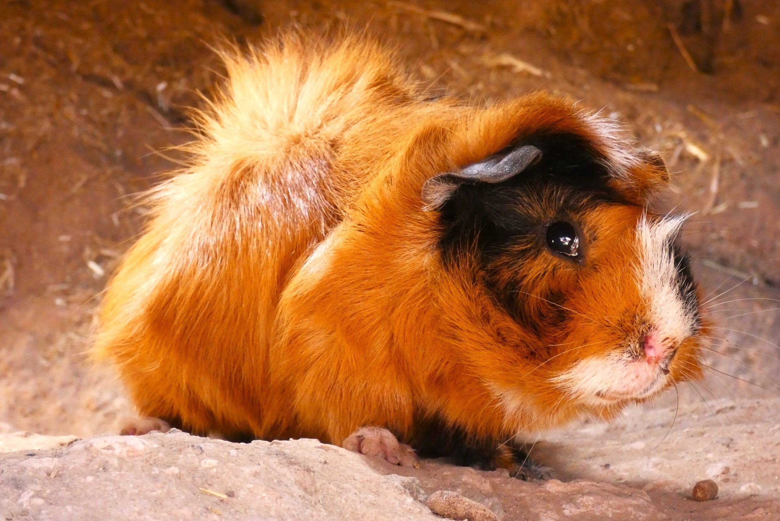 Guinea Pigs