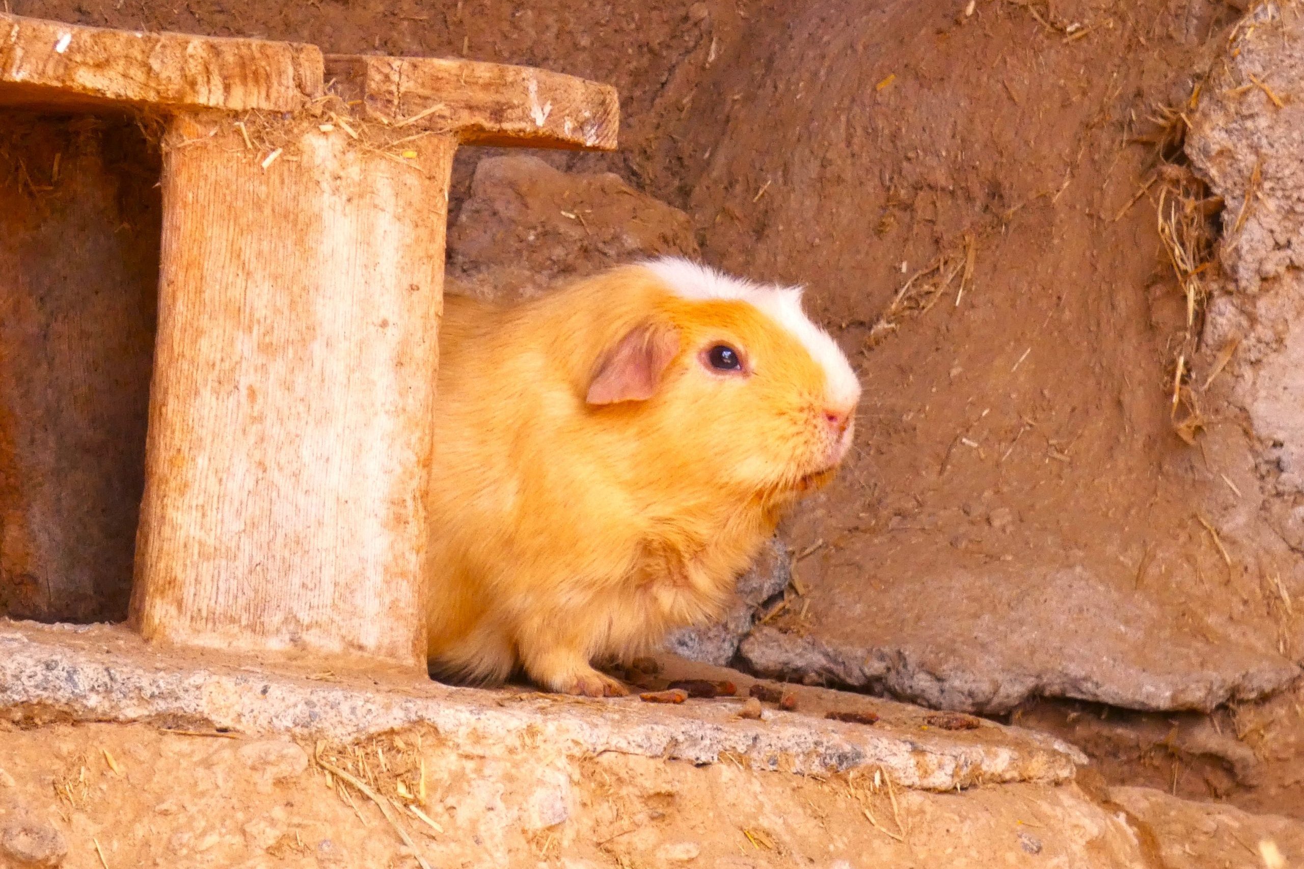 Guinea Pigs