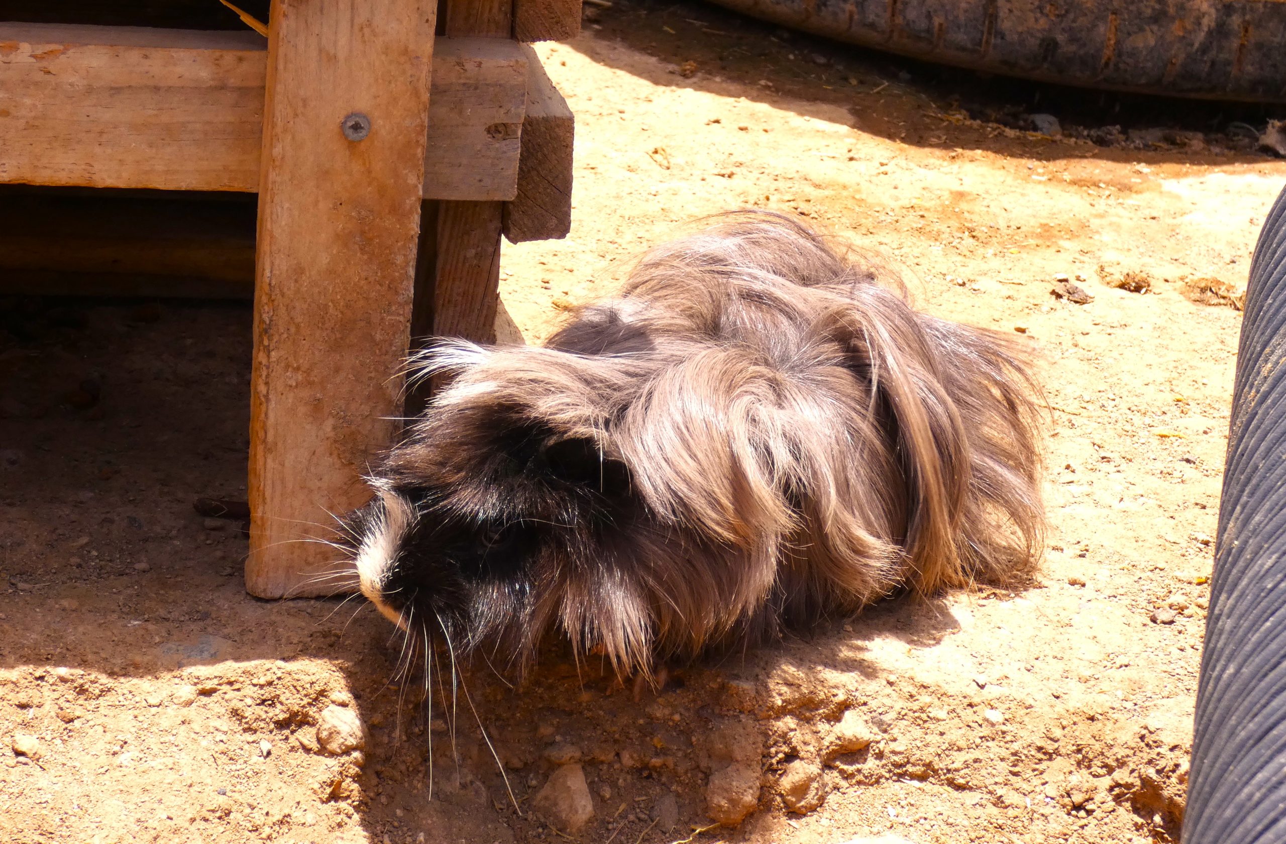 Guinea Pigs