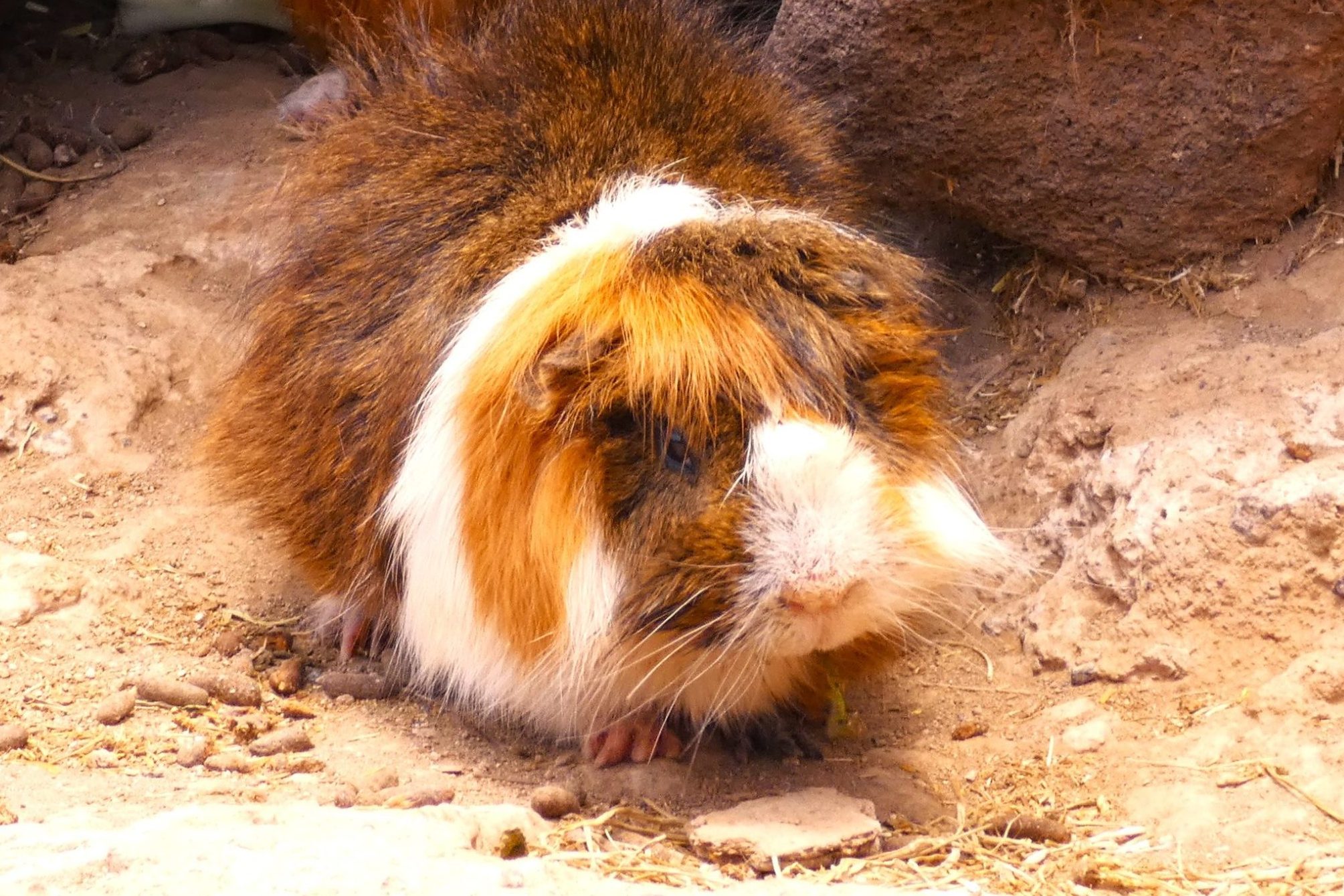 Guinea Pigs