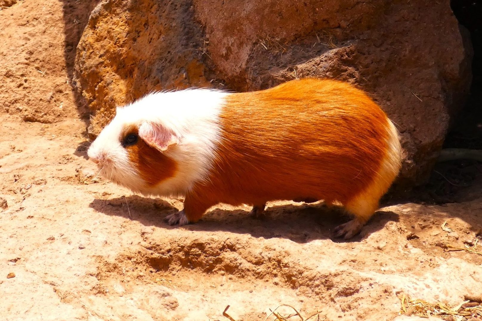 Guinea Pigs