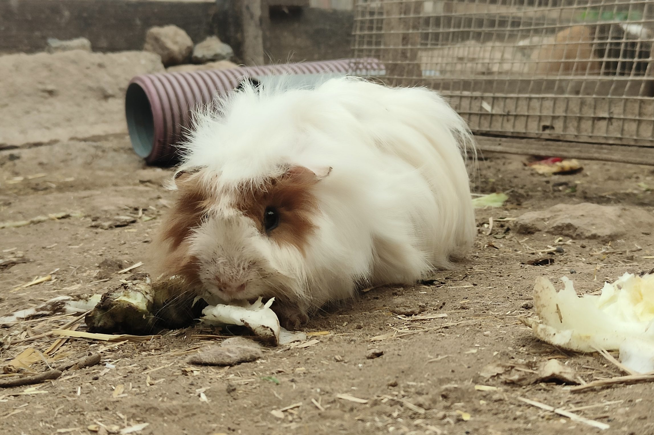 Guinea Pigs