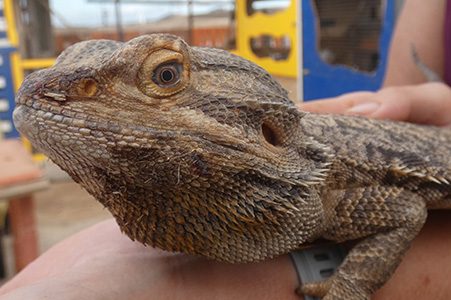 Bearded Dragons