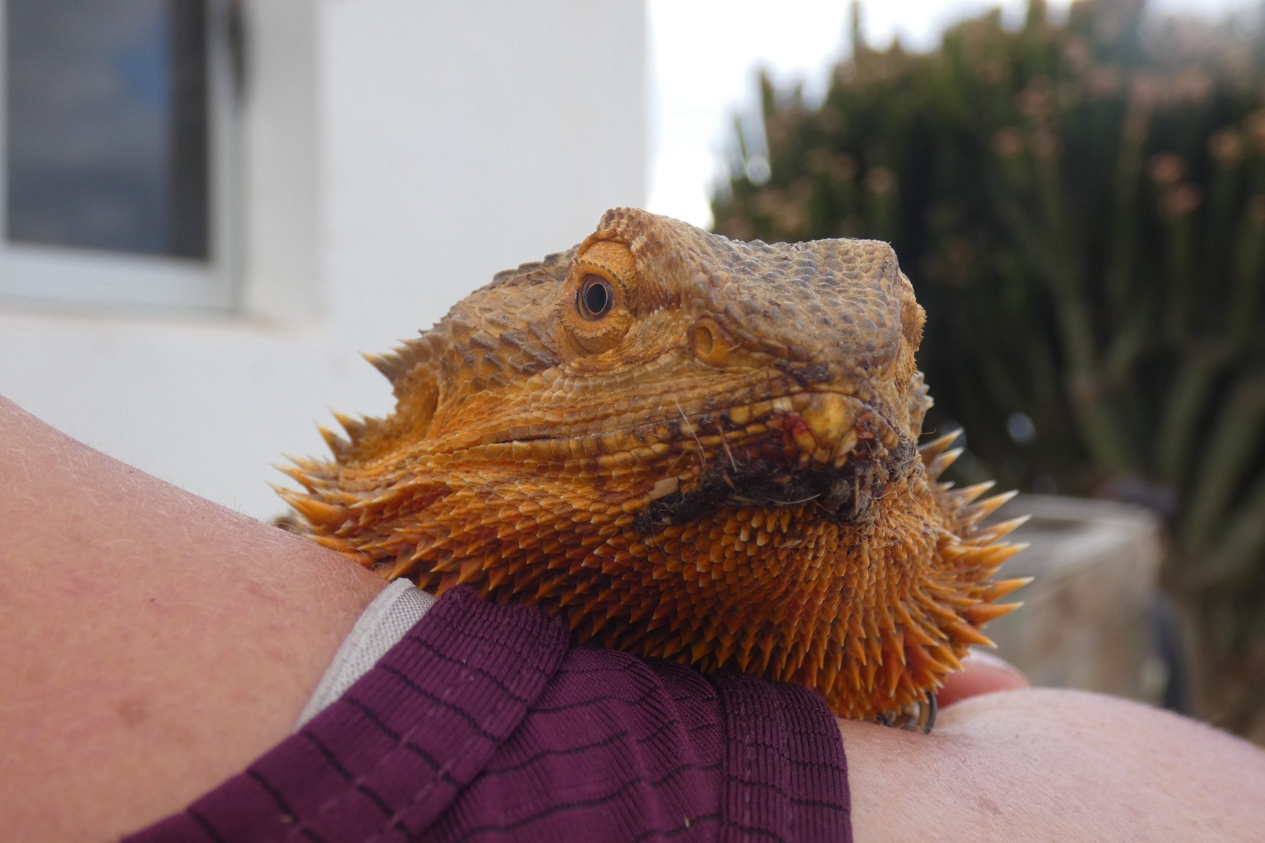 Bearded Dragons