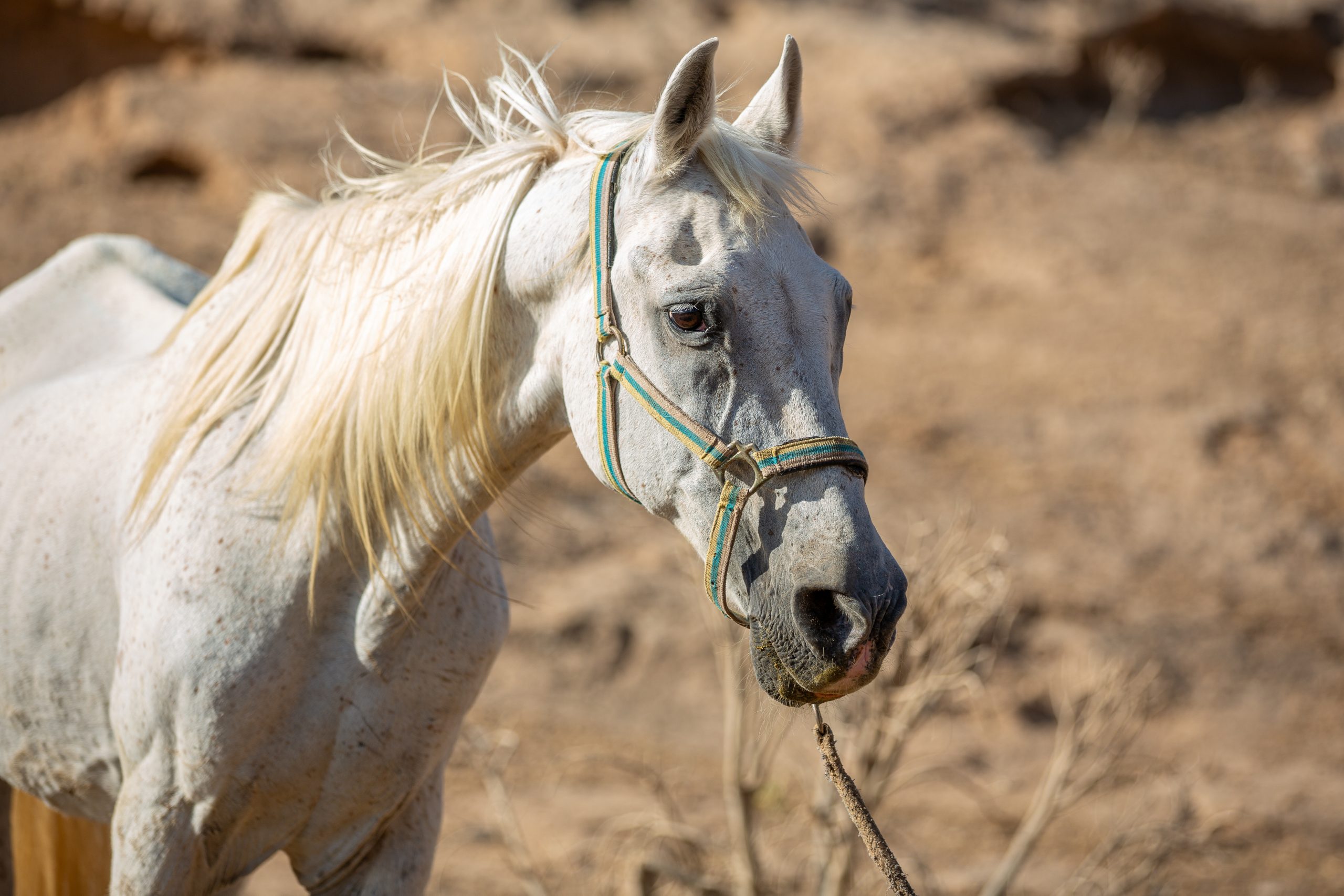 Palomino